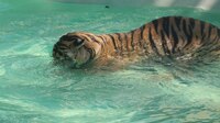 File:Tiger playing with a piece of wood in a pool.webm