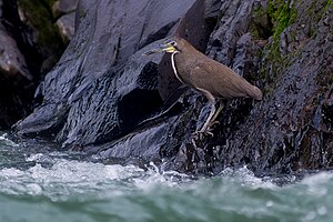 Tigrisoma fasciatum, Fasciated Tiger-heron.jpg