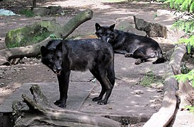 Forme noire de la sous-espèce Canis lupus occidentalis
