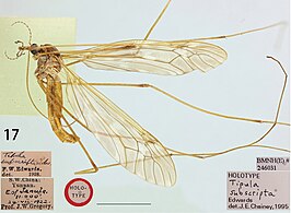 Tipula (Vestiplex) subscripta