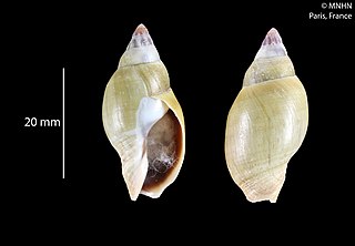 <i>Tomlinia</i> Genus of gastropods