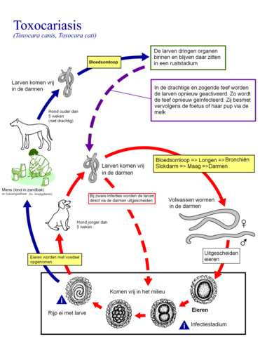 levenscyclus van spoelwormen uit het geslacht Toxocara