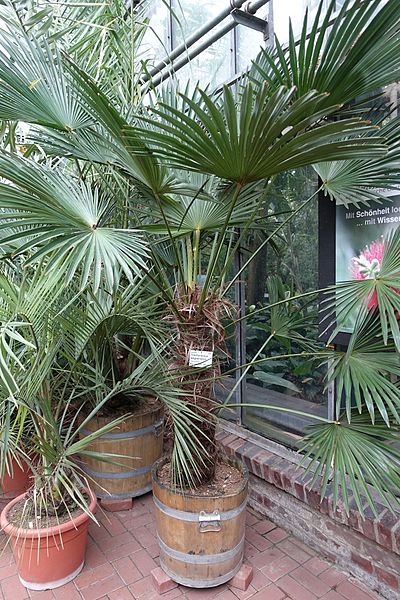 File:Trachycarpus fortunei (Trachycarpus wagnerianus) - Flora park - Cologne, Germany - DSC00599.jpg