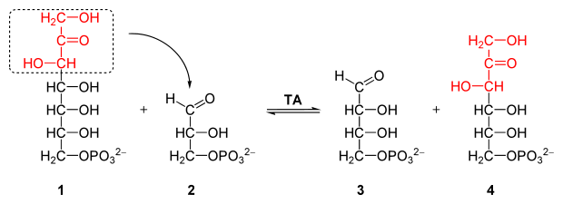 Reaction catalyzed by transaldolase
