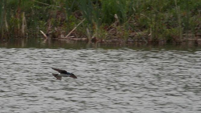 Tree Swallow (Tachycineta bicolor)