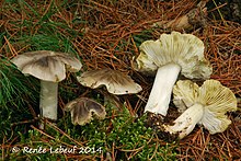 Tricholoma portentosum (Québec).