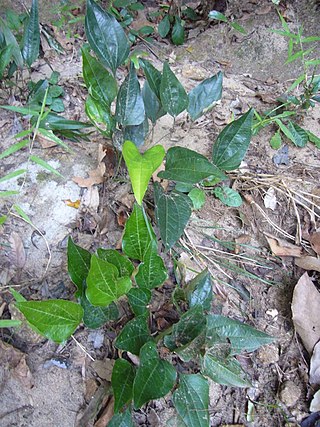 <i>Trichopus zeylanicus</i> Species of flowering plant