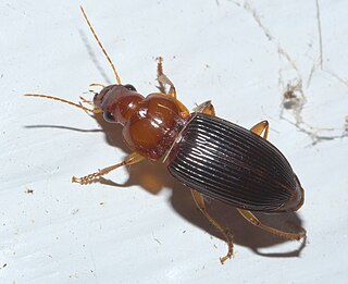 <i>Notiobia</i> Genus of beetles