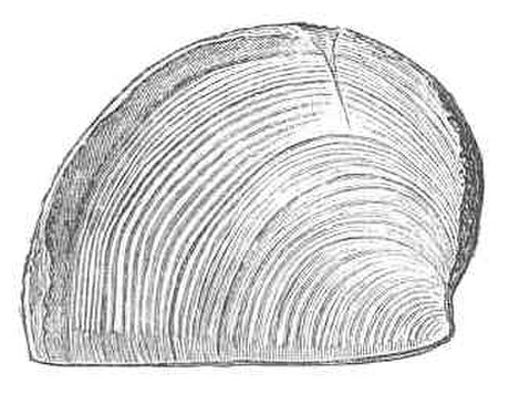 File:Trigonellites latus.jpg