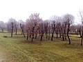 Troicki pasad, Mahilioŭ, Belarus - panoramio (176).jpg
