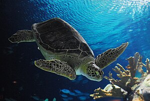 צבים הם סדרה של זוחלים אנאפסידים השייכים למחלקת זאורופסידה. הצבים חיים במים מתוקים, בים וביבשה.