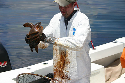 Capturing heavily oiled young turtles 20 to 40 miles offshore for rehabilitation; 14 June 2010