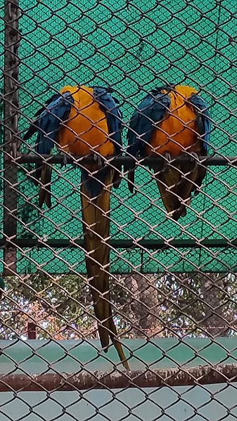 File:Two Blue and yellow Macaw Parrot.jpg