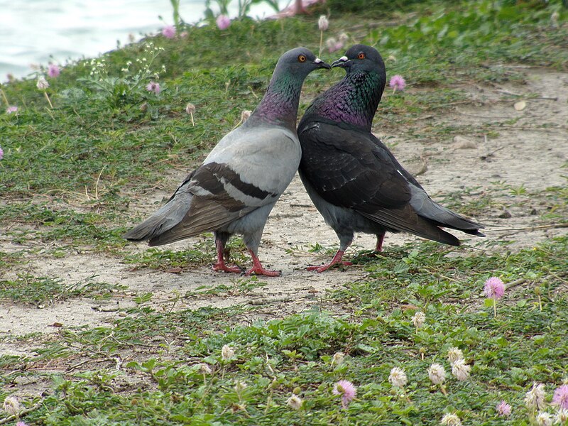 File:Two Rock Pigeon Preening Each Other 042620231.jpg