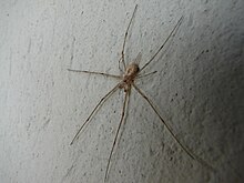 Двухвостый паук (Hersilia savignyi) .JPG