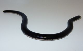 Reticulate worm snake Species of snake