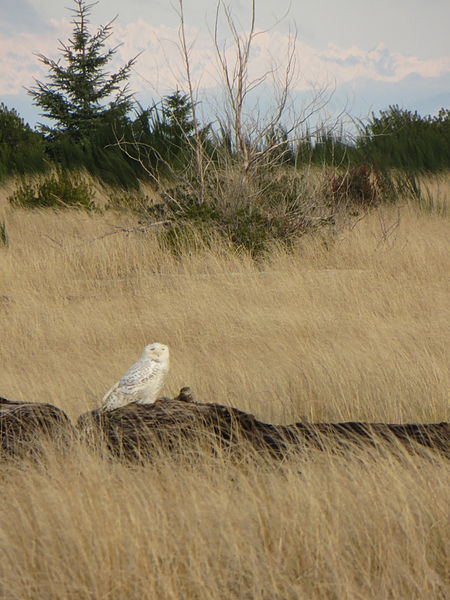 File:US-WA-OceanShores-2013.01.01-012.JPG