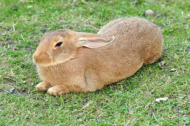 Ufenau - Oryctolagus cuniculus 2011-07-25 17-33-40