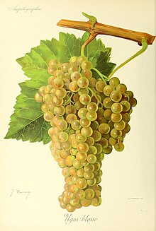 Ugni blanc (Trebbiano) - Ampélographie.jpg