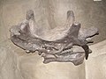 Uintatherium anceps skull