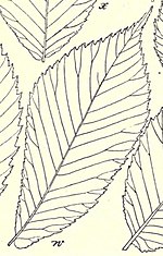 Thumbnail for Ulmus glabra 'Macrophylla'