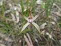 Caladenia spec.