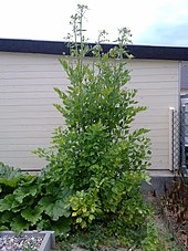 A lovage plant beginning to bloom in June, 2.78 m (9 ft 1 in) tall Unser Liebstockel.jpg