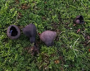 Winter calyx mushroom (Urnula hiemalis) in Finland