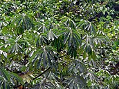 Urticaceae Tree (Musanga cecropioides) (7838456802).jpg