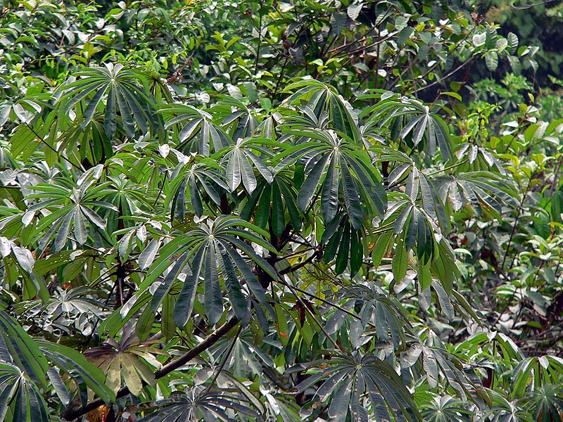 File:Urticaceae Tree (Musanga cecropioides) (7838456802).jpg