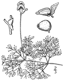 Utricularia purpurea BB-1913.png