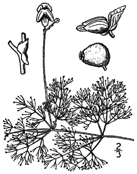 Utricularia purpurea BB-1913.png