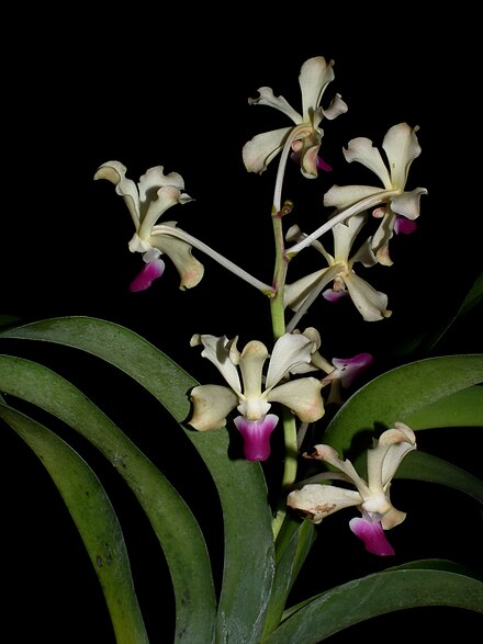 Vanda ustii, an orchid species, is named after the university.