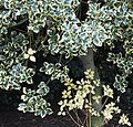 Blätter einer Stechpalme (Ilex aquifolium)