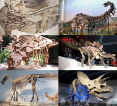 Various dinosaurs2.png