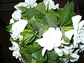 2. Een vaas met gardenia's.