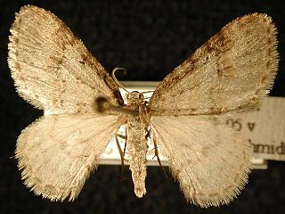 <i>Venusia pearsalli</i> Species of moth