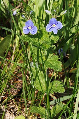 Germander speedwell (Veronica chamaedrys)