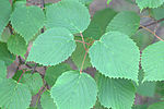 Viburnum betulifolium leaves.jpg