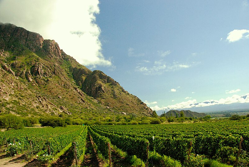 Datei:Vineyards near mountains.jpg