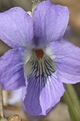 Viola collina (Hügel-Veilchen) IMG 36654.JPG