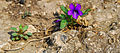 * Nomination: Viola mandshurica in Summer Palace, Beijing --Shizhao 14:13, 9 September 2013 (UTC) * * Review needed