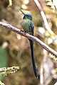 * Nomination: Violet-tailed sylph (Aglaiocercus coelestis) male --Charlesjsharp 09:50, 2 October 2023 (UTC) * Review Inconsistent noise reduction in the background. --C messier 20:22, 10 October 2023 (UTC)