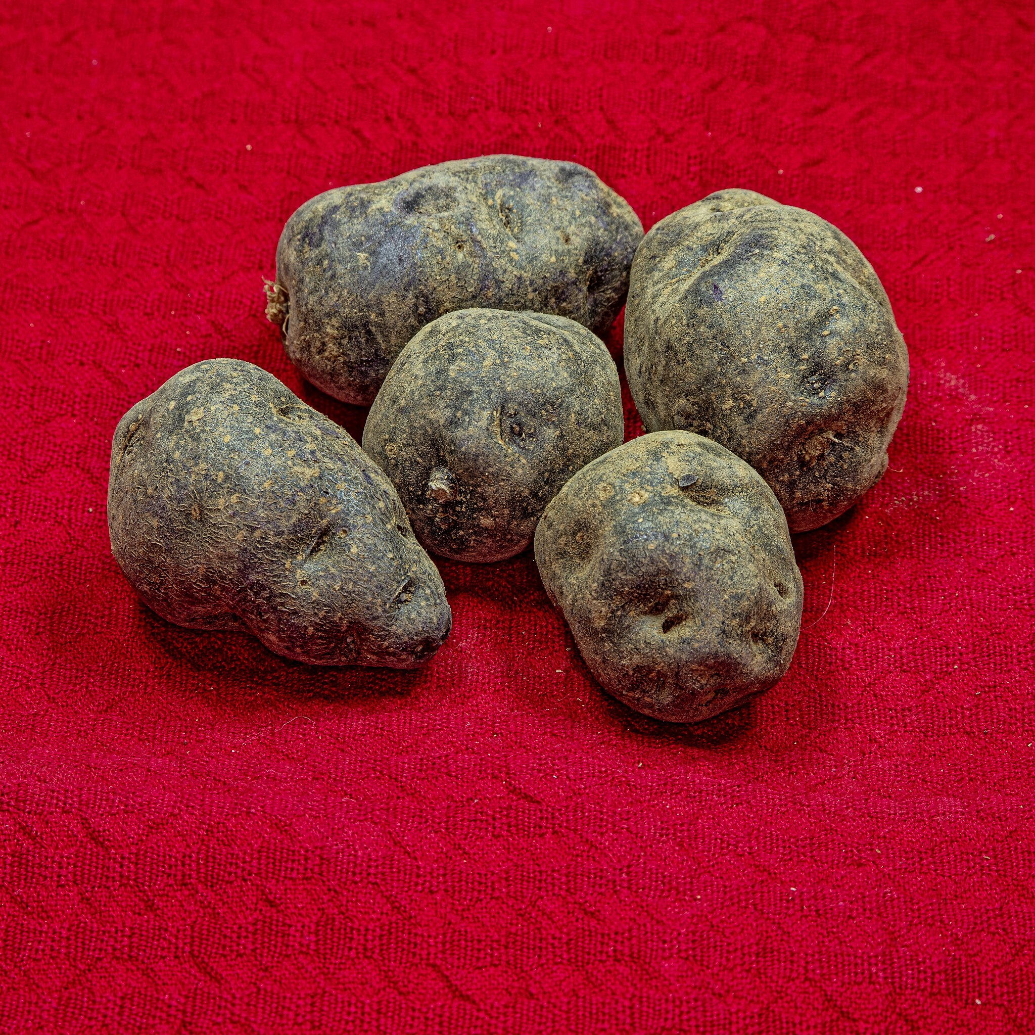 File:Vitelotte (potatoe) jm154671.jpg - Wikimedia Commons