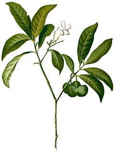 <i>Voacanga</i> Genus of plants