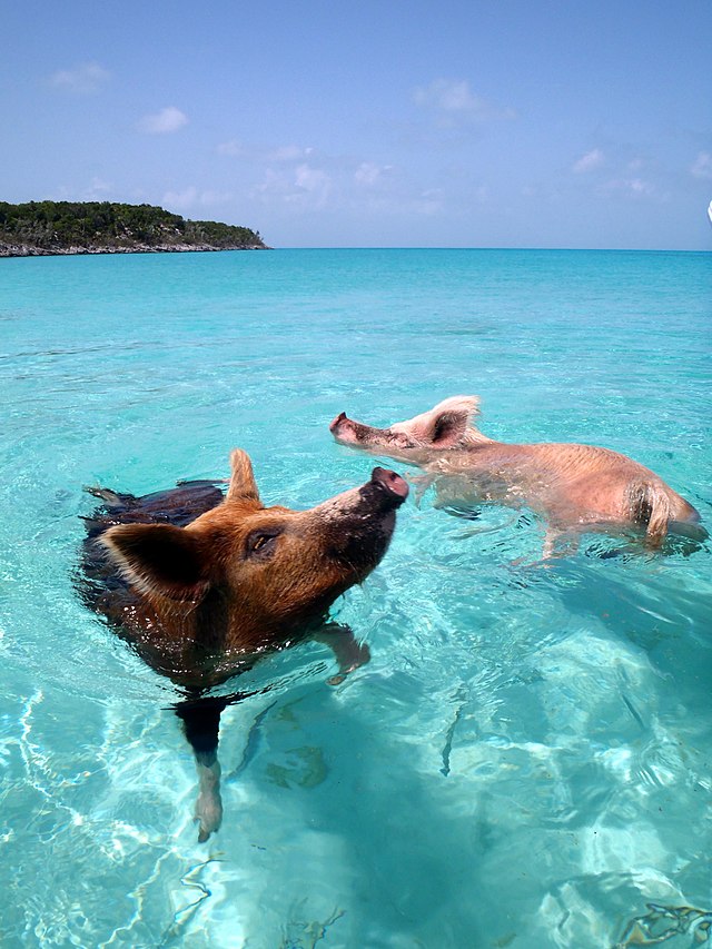 Pig Beach, la isla de los cerdos 640px-Vorobek_Bahamas_-_swimming_pigs