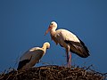 * Nomination Stork's nest in Vorra (Frensdorf) --Ermell 21:35, 16 June 2022 (UTC) * Promotion Good quality. -- Ikan Kekek 01:44, 17 June 2022 (UTC)