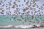 Waders in flight Roebuck Bay.jpg