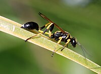 Sceliphron destilallatorium (Sphecidae)