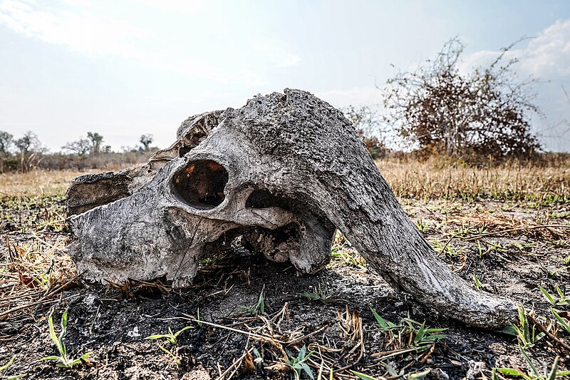 Skull of an African buffalo, Zambia. Gallery: Commons: Featured pictures/Animals/Bones and fossils#Bovidae, 22 Aug 2023